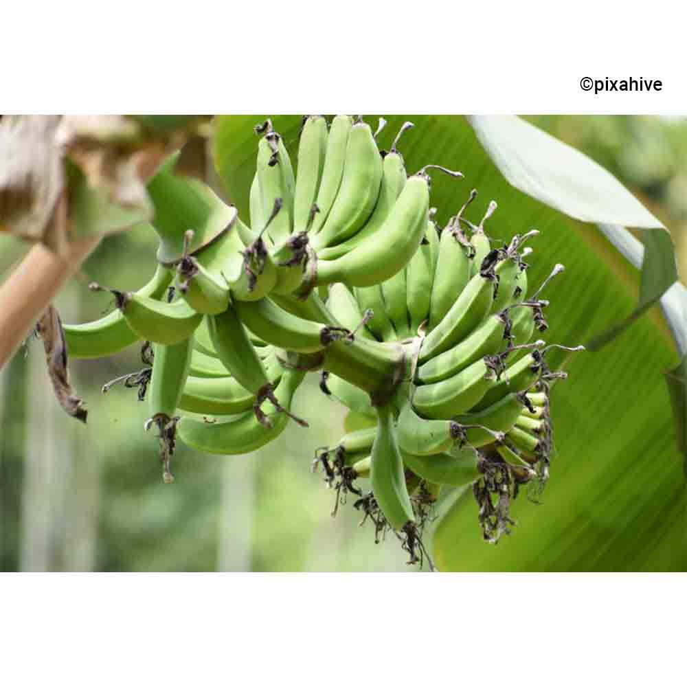 startup launches end-to-end supply chain for bananas - Supply Chain Tribe by Celerity